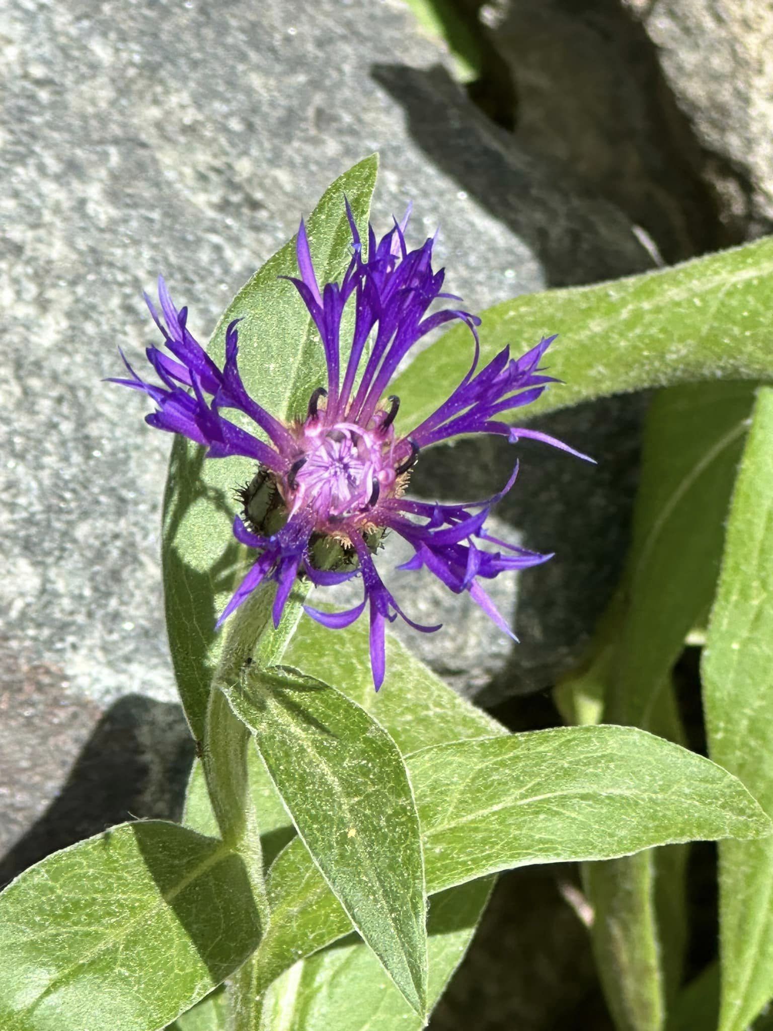 Purple Safflower